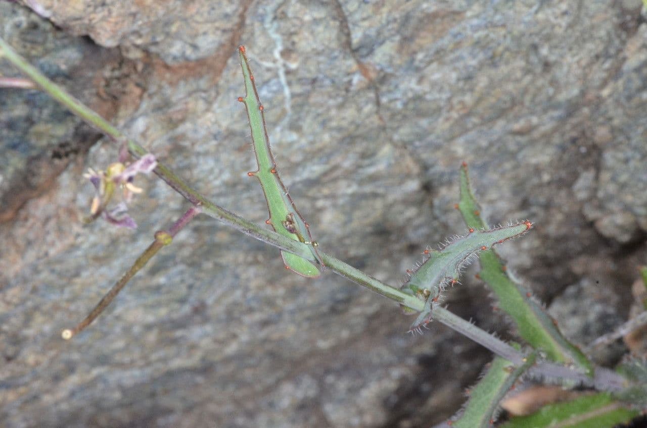 Streptanthus 17