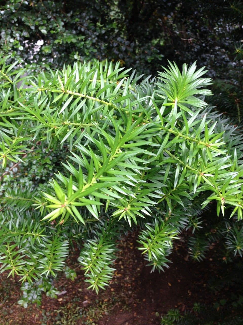 Podocarpus 16