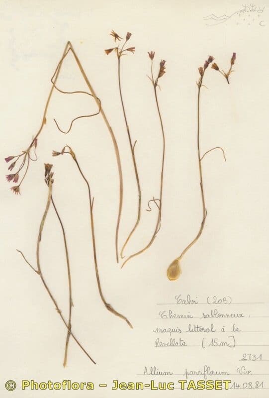 Aglio 6