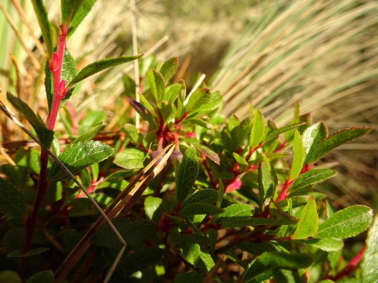Mirtillo 3