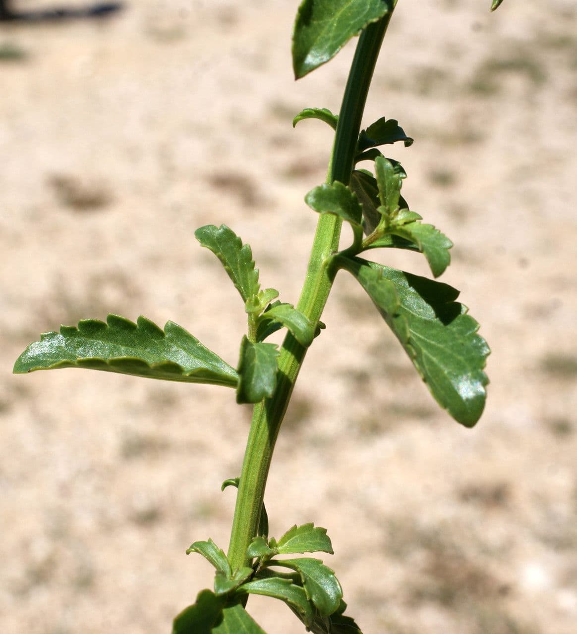 Scrophularia arbustiva 15