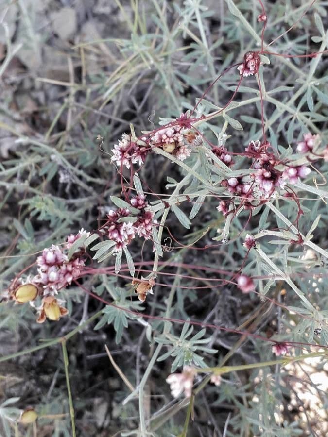 Cuscuta del timo 10