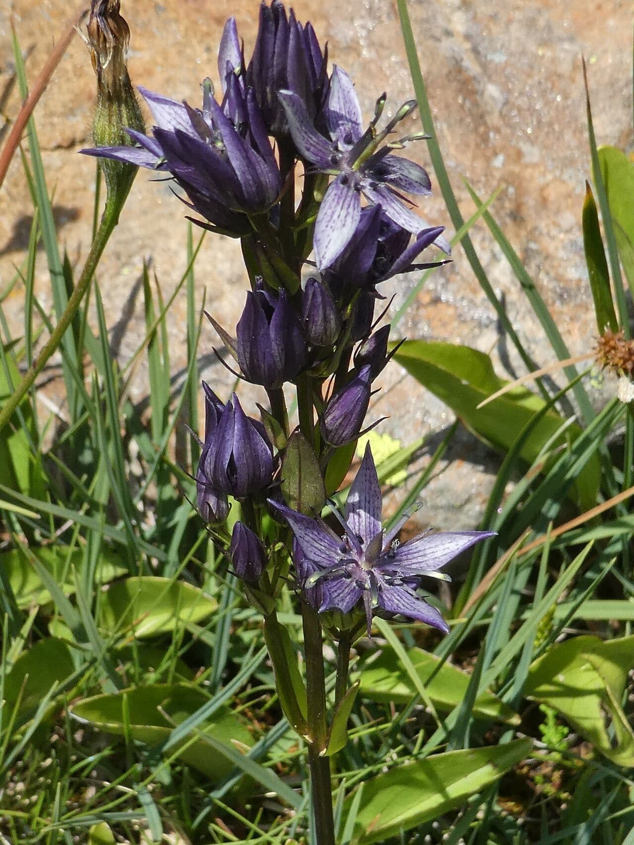 Suertia 11