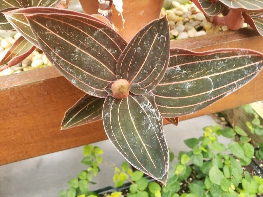 Schmuckorchidee 11