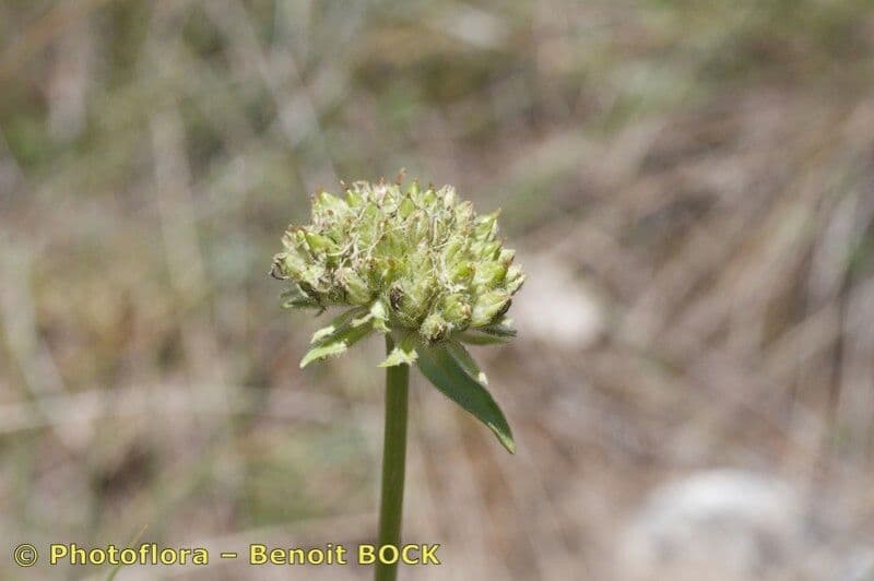 Saponaria bellidifolia 3