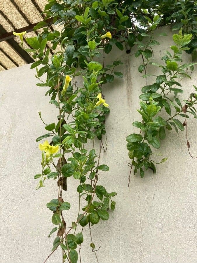 Gelber Flachschlinger 8
