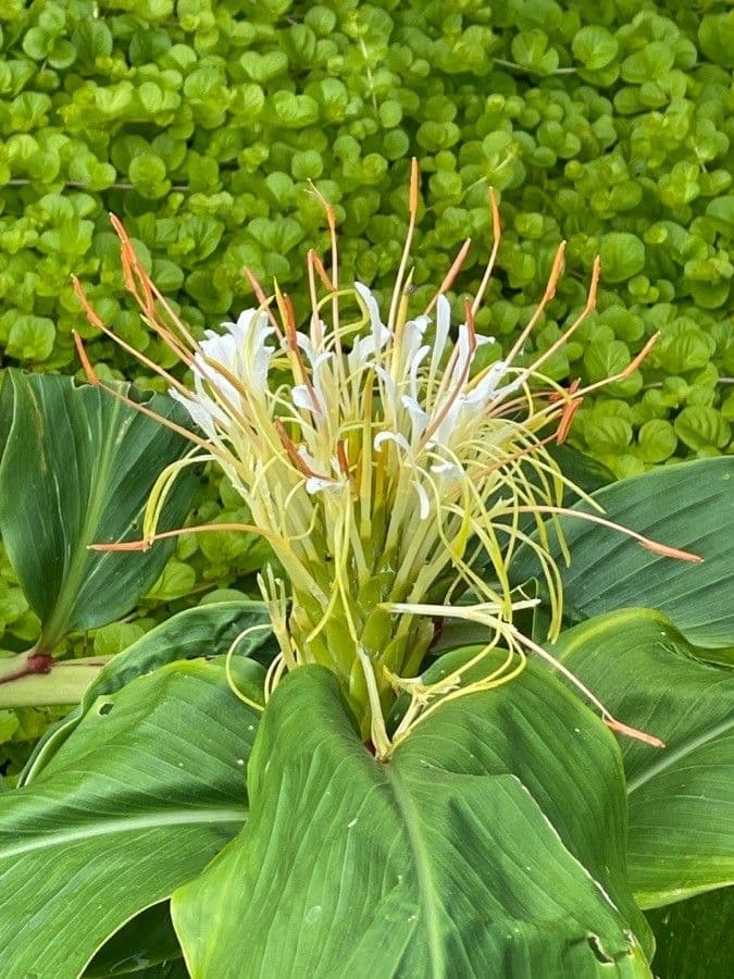 Hedychium 2