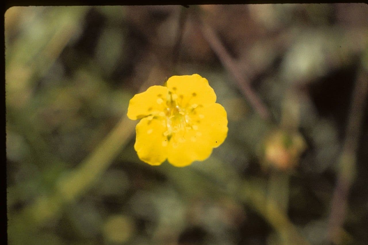 Potentilla di Brewer 3