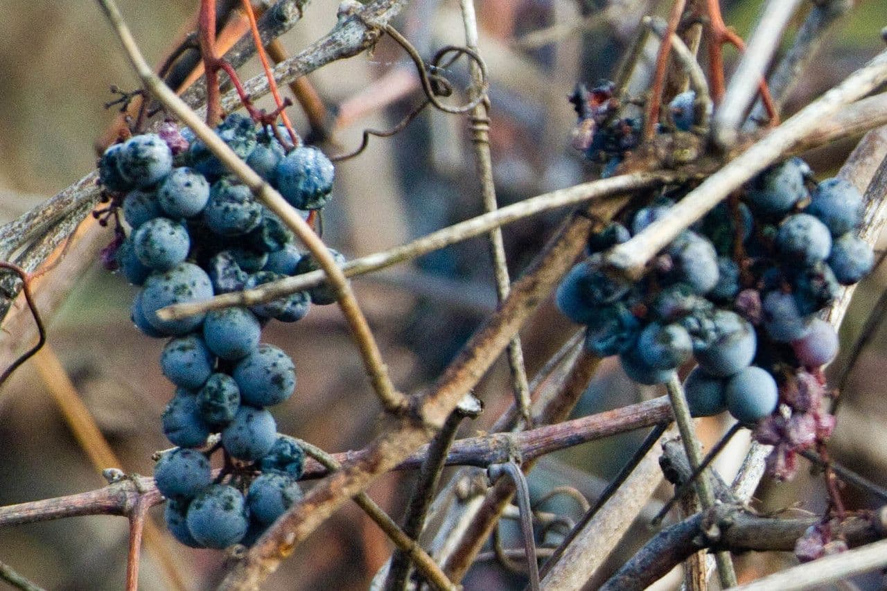 Vinič kalifornský