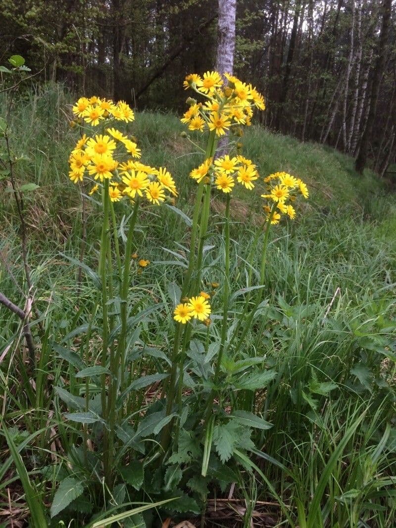 Tephroseris 2