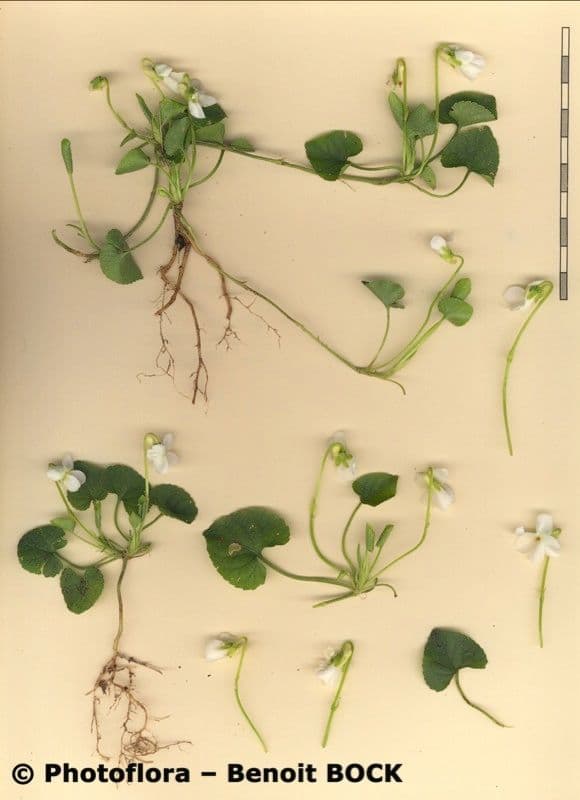 Viola bianca 27