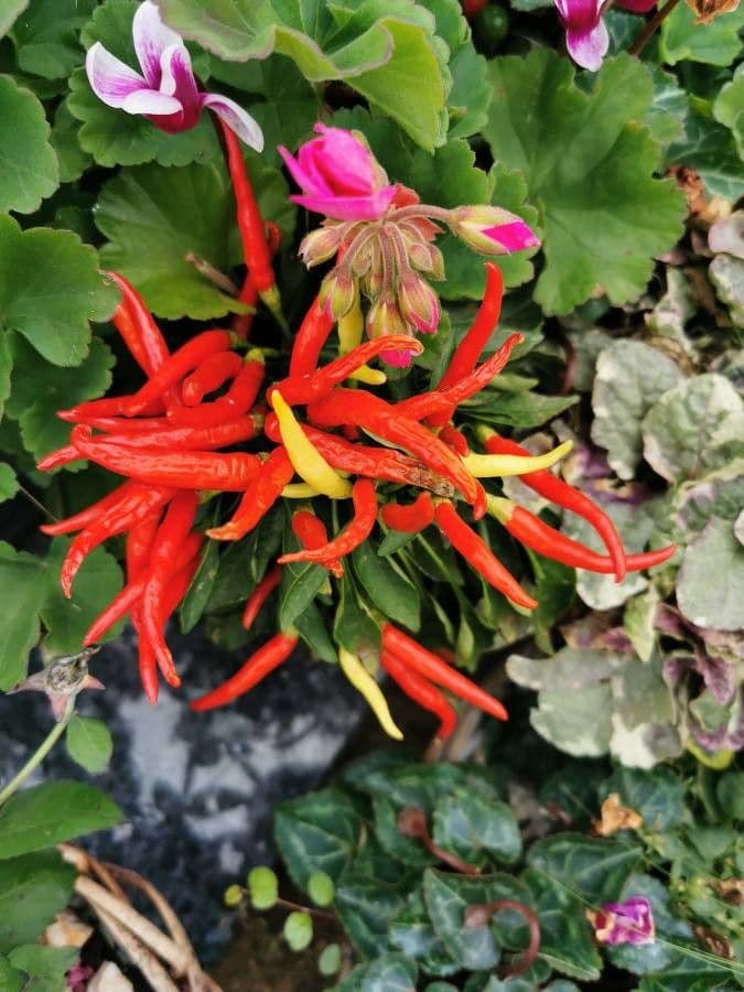 Lobelia lassiflora 5