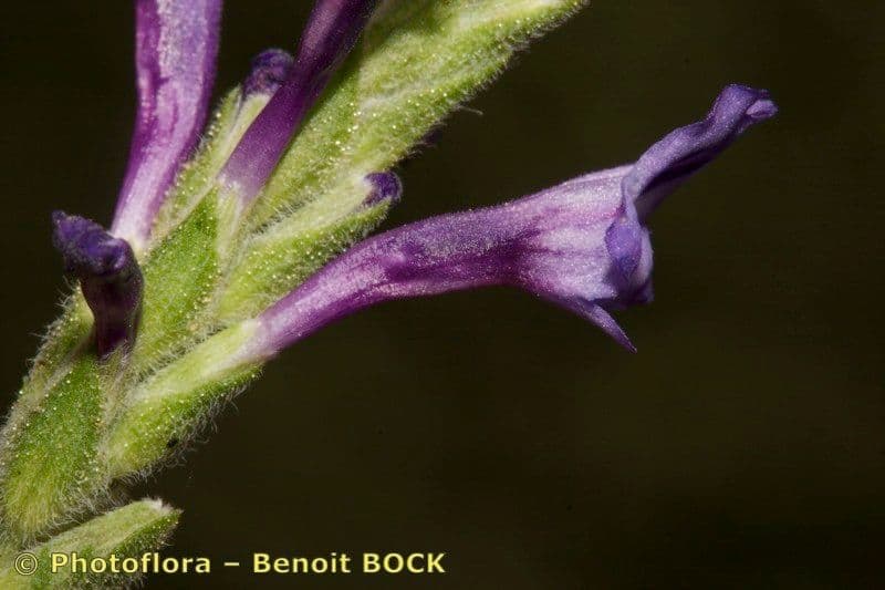 Lavanda 5