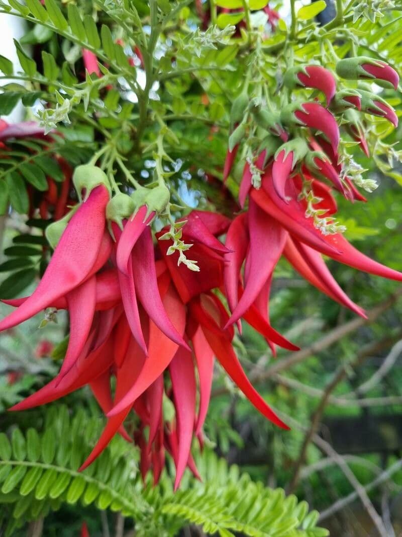 Clianthus 4