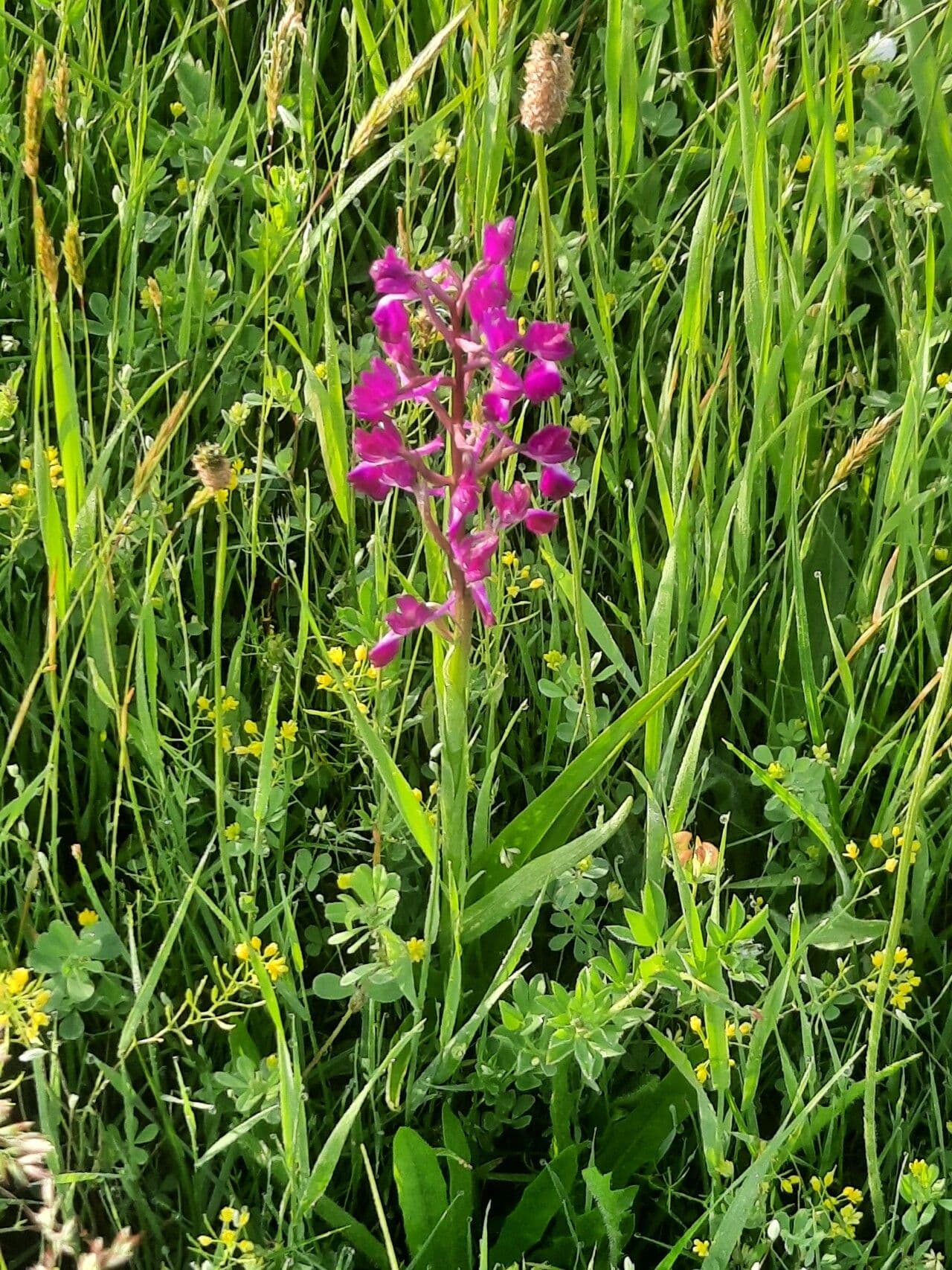 Orchide di palude 24
