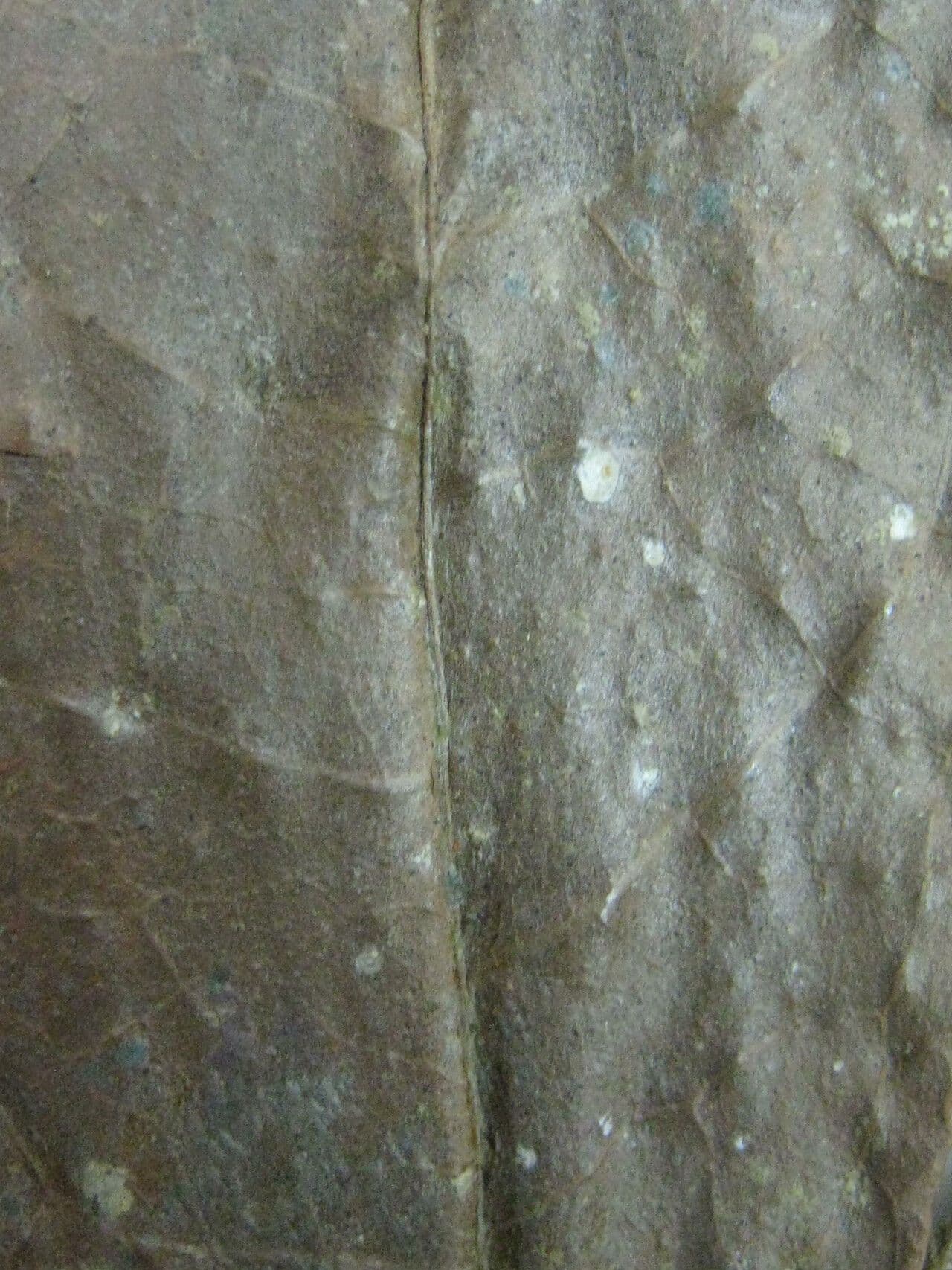Cybianthus 5