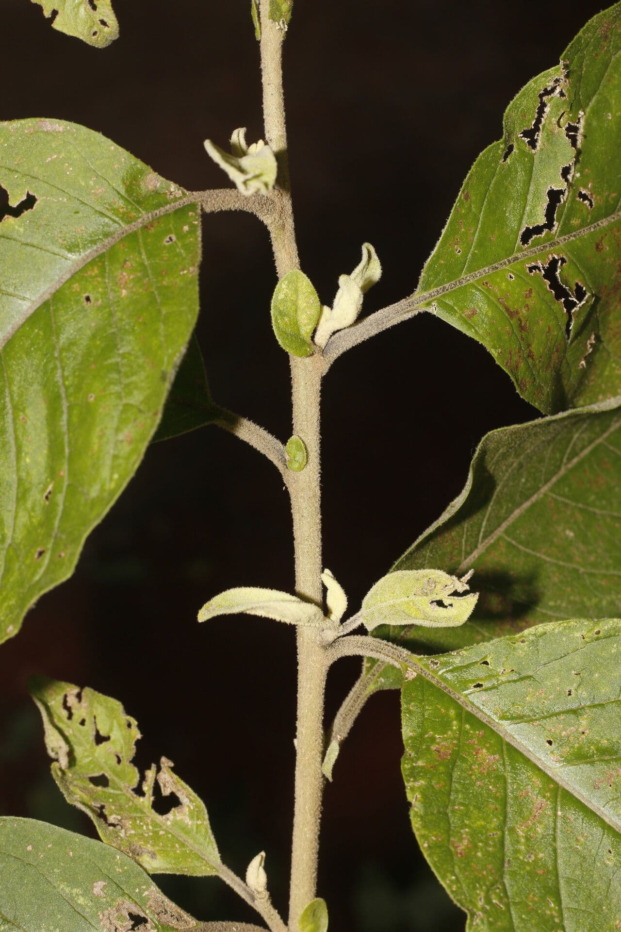 Cestrum tomentoso 6