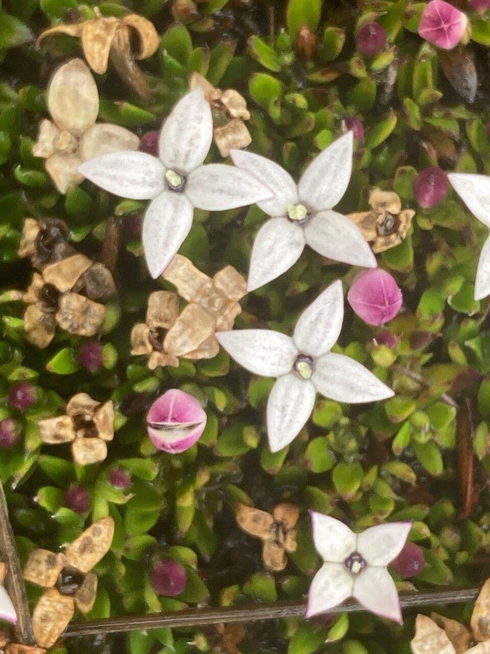 Arcytophyllum muticum