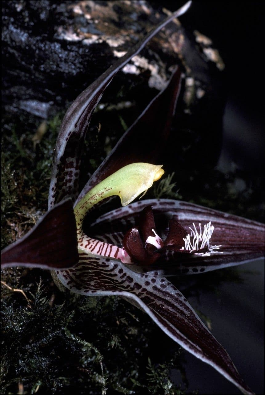Paphinia
