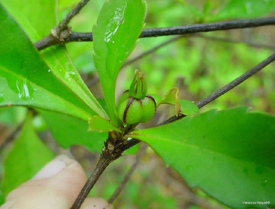 Cleidion 6