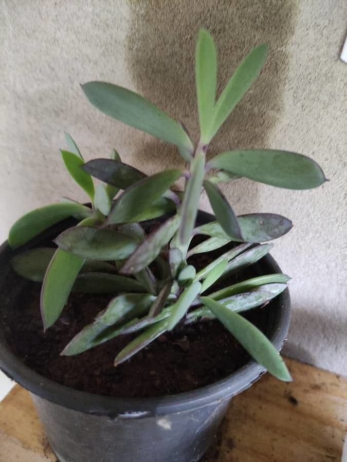 Senecio crassiflorus 4