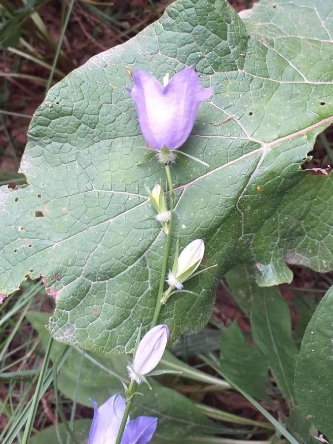 Rundblättrige Glockenblume 6