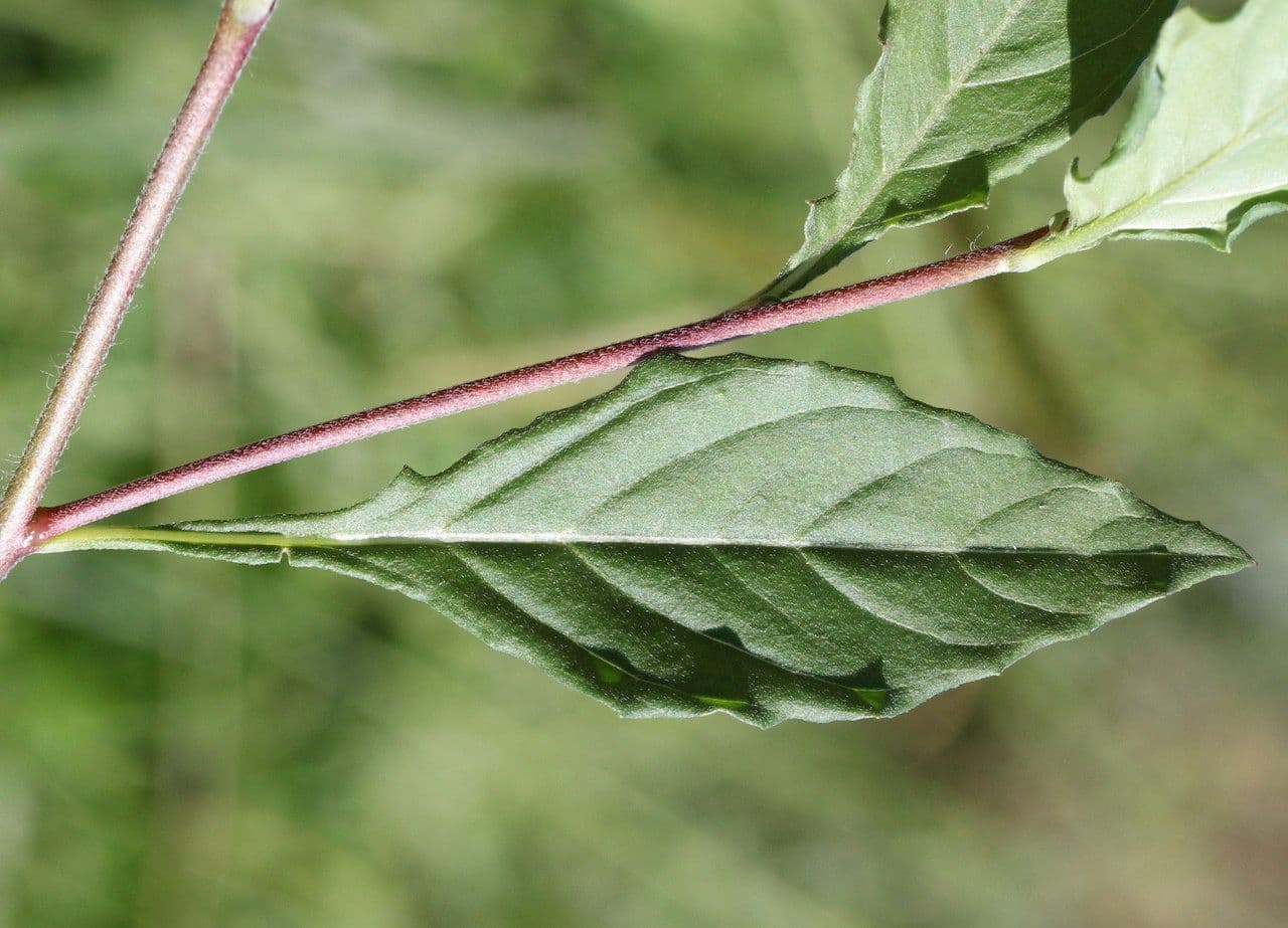 Enagra 17