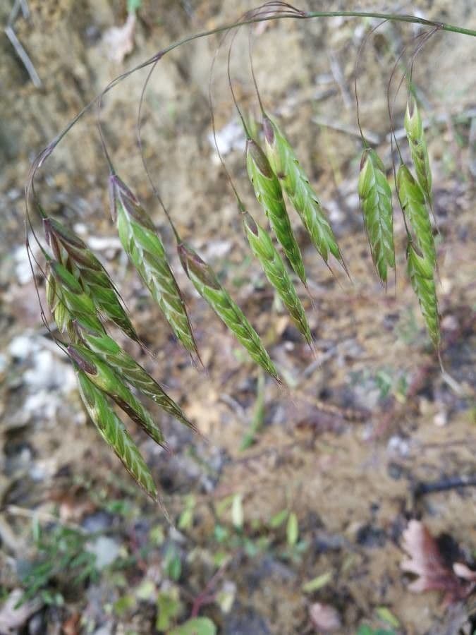 Bromus squarrosus 18