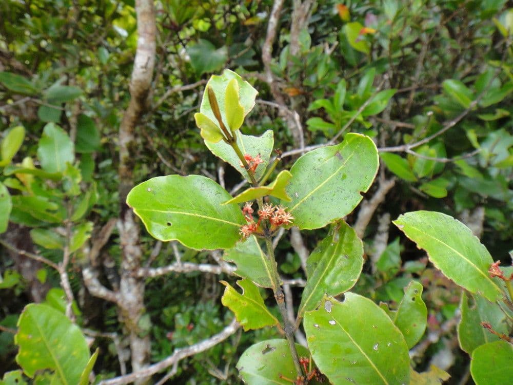 Austrobuxus 7