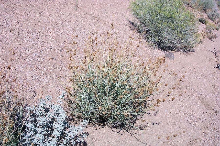 Penstemon 5