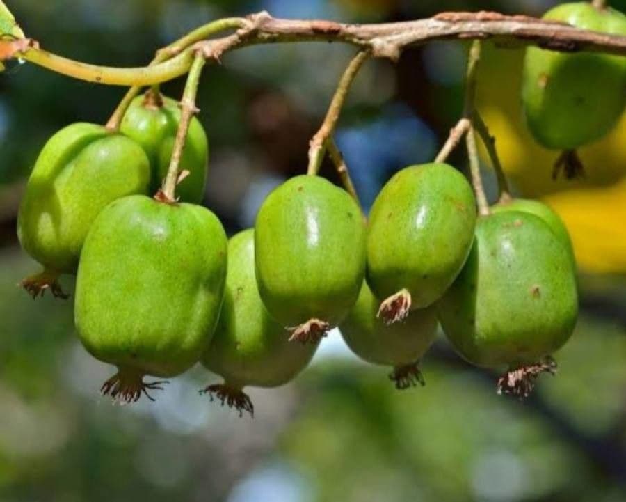 Kiwi arguta 2