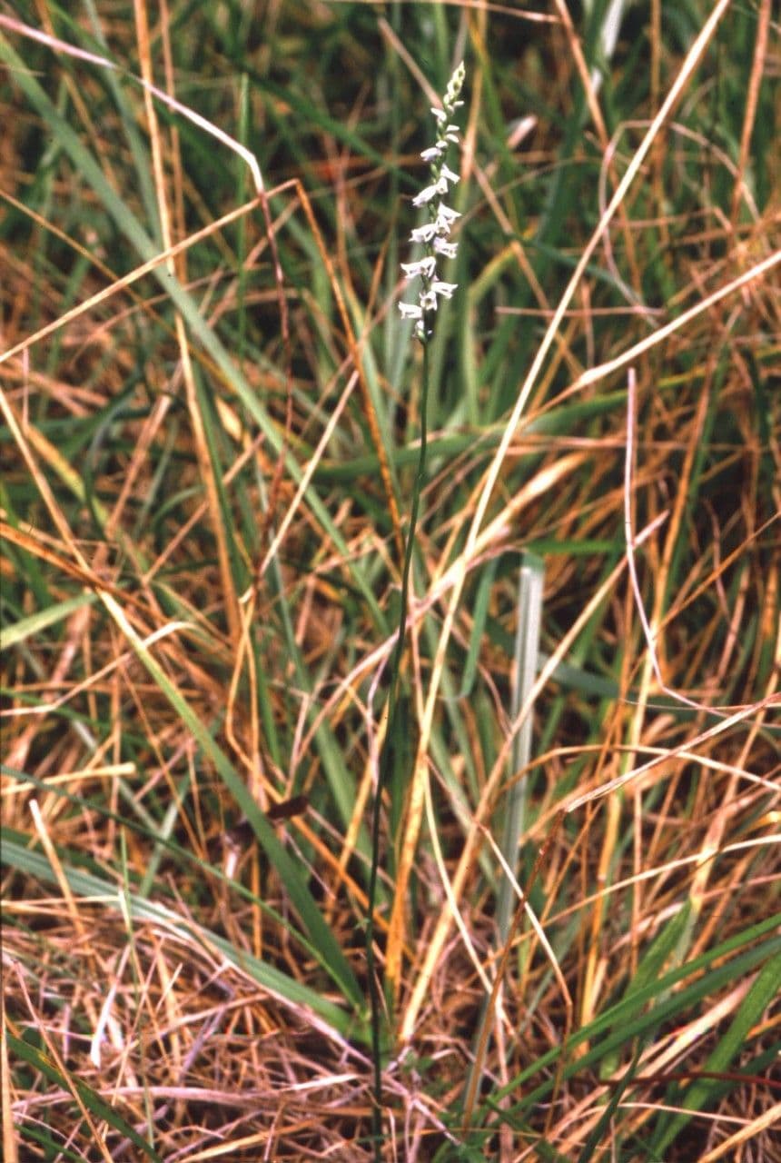 Spiranthes lacera 10