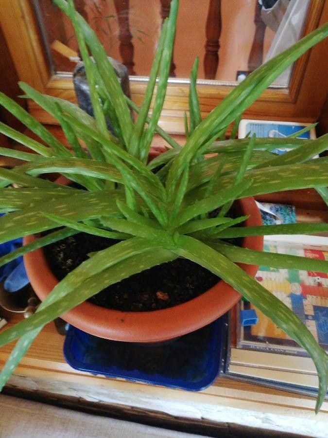 Aloe vera 16