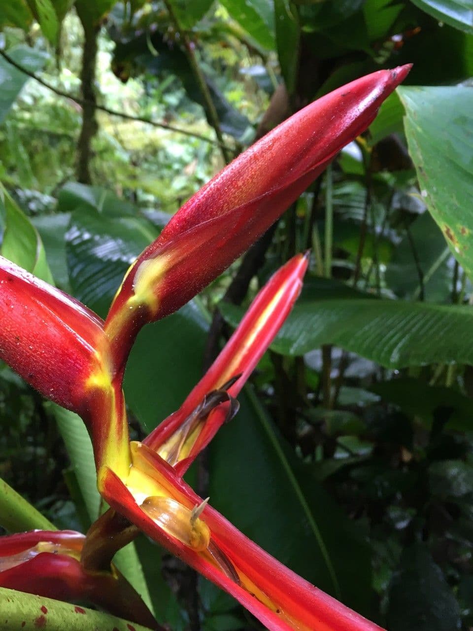 Heliconia 13