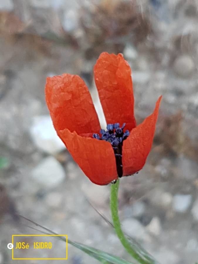 Sand-Mohn 8