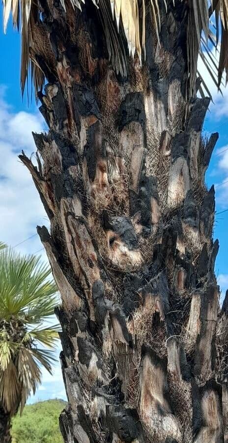 Trithrinax polny 18
