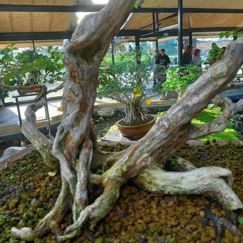Sageretia 8