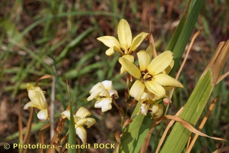 Ixia 9