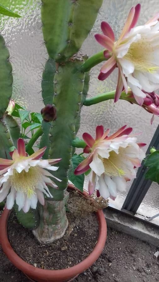 Cereus 18