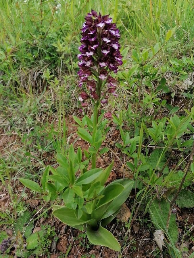 Orchide maggiore 26