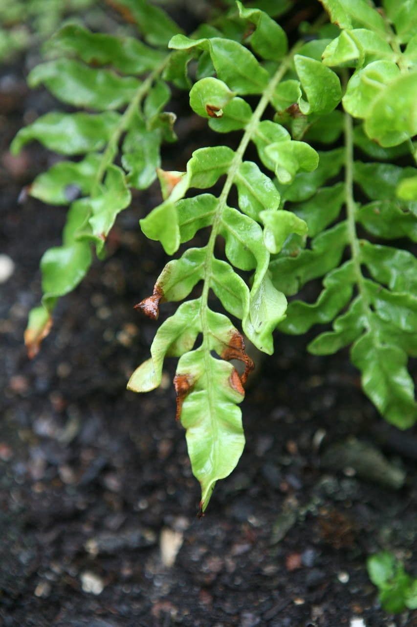 Blechnum 9