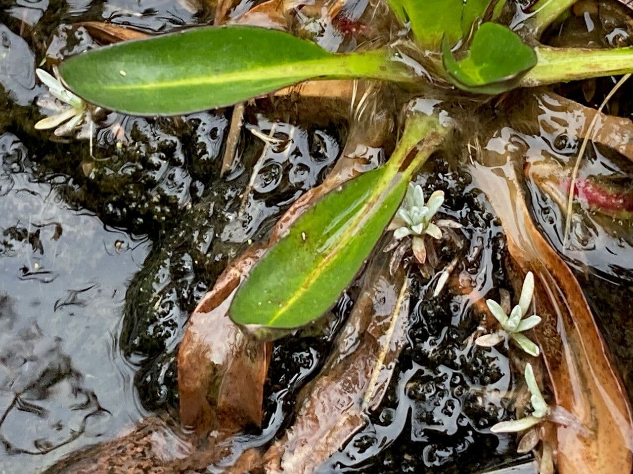 Oritrophium limnophilum 14