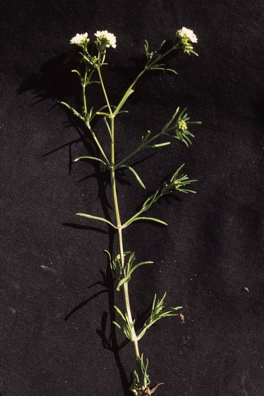 Stenaria nigricans 12