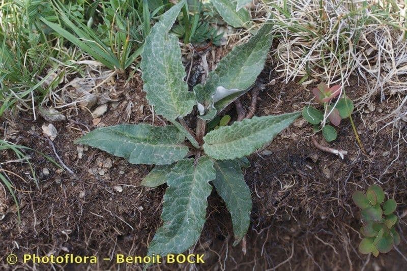 Saussurea discolor 12