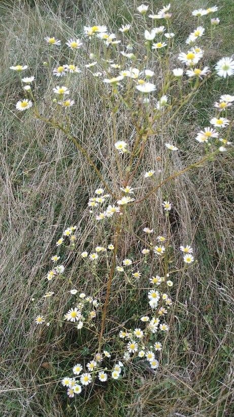 Boltonia asteroides 6