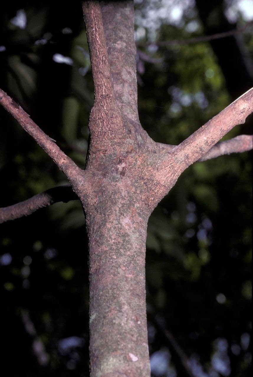 Ardisia 2