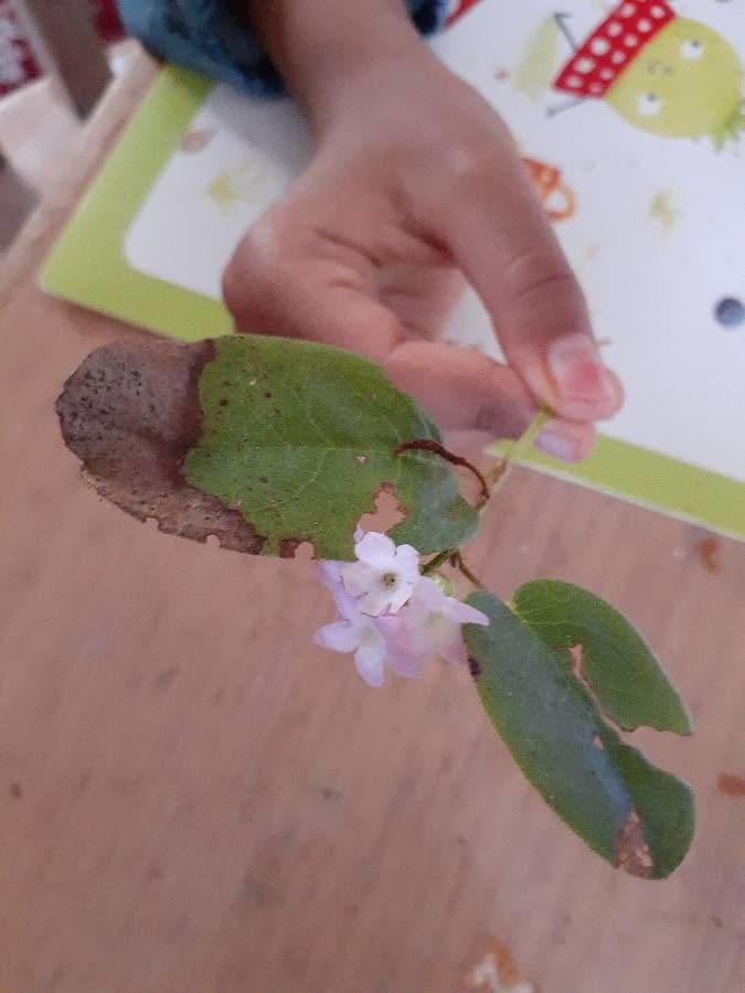 Epigaea repens 4