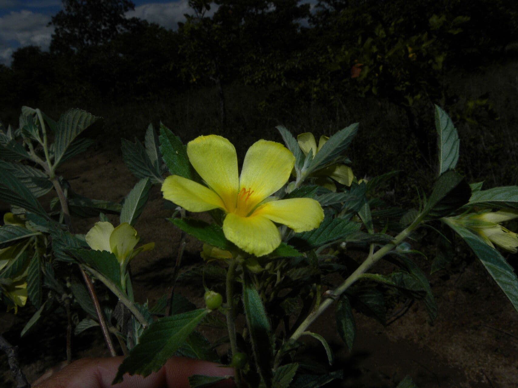Turnera scabra 8