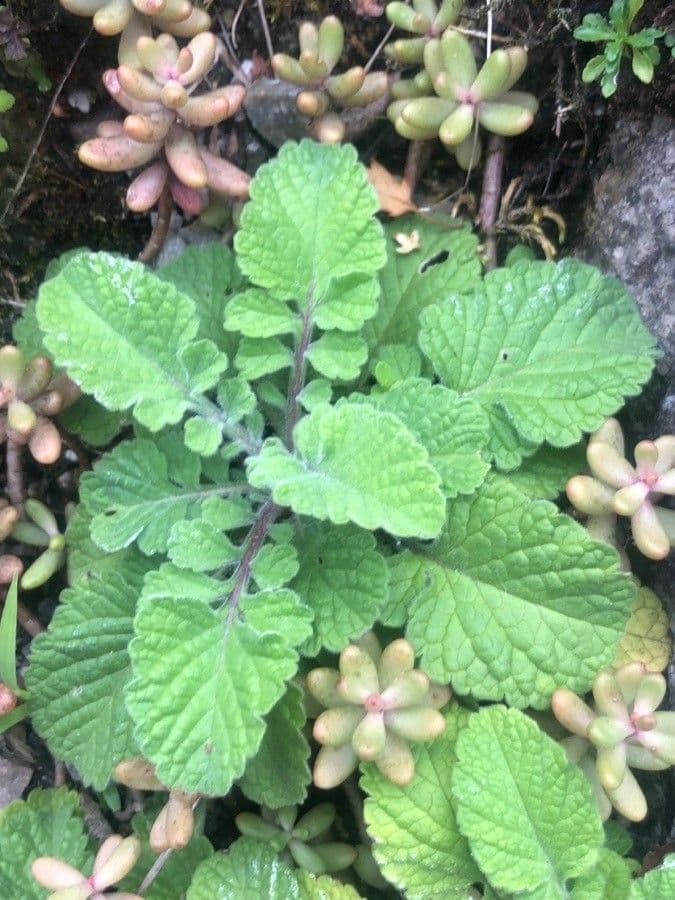 Plectranthus 5