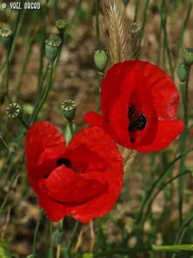 Mohn